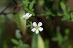 Thunberg's meadowsweet